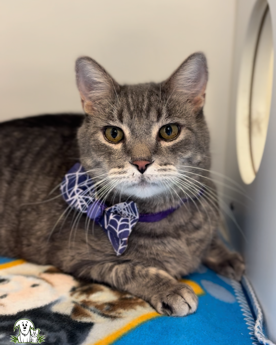 Assorted Handmade Pet Bowties & Neckties