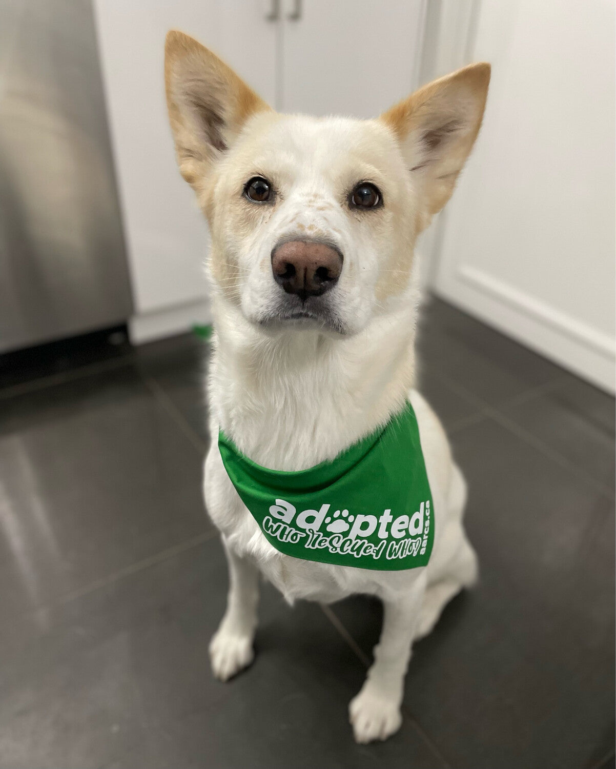 AARCS Bandanas