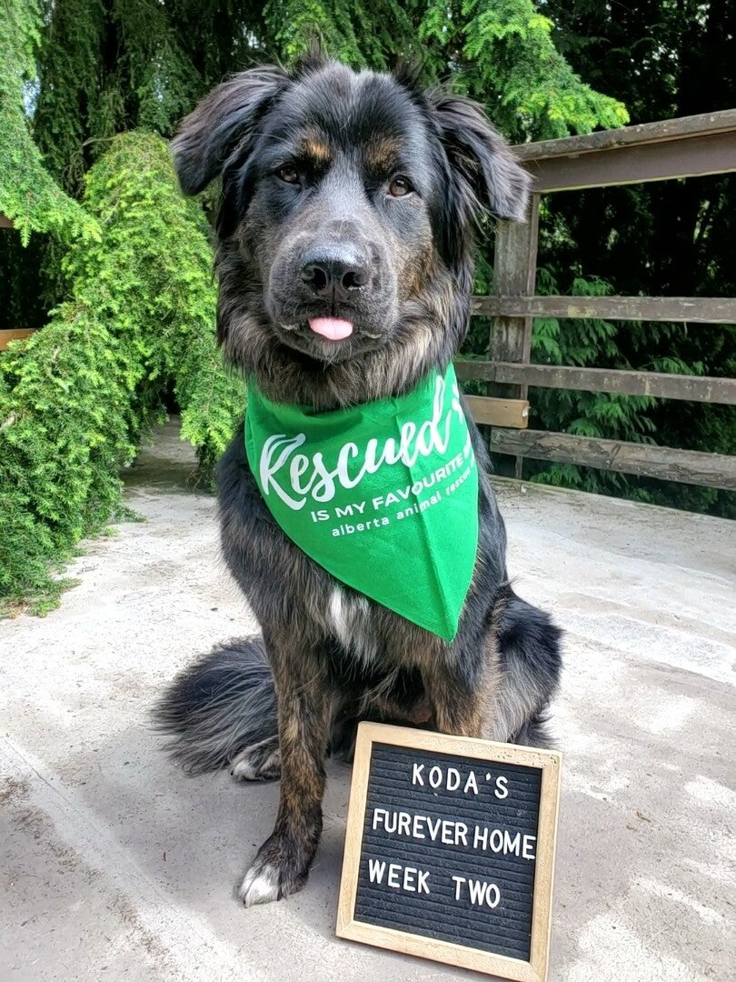 AARCS Bandanas