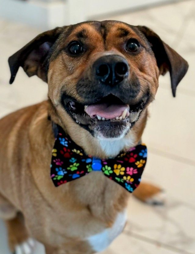 Assorted Handmade Pet Bowties & Neckties