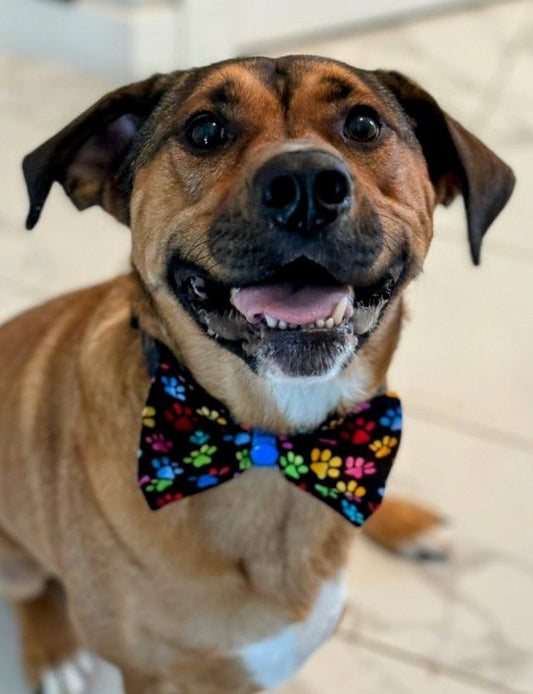 Assorted Handmade Pet Bowties