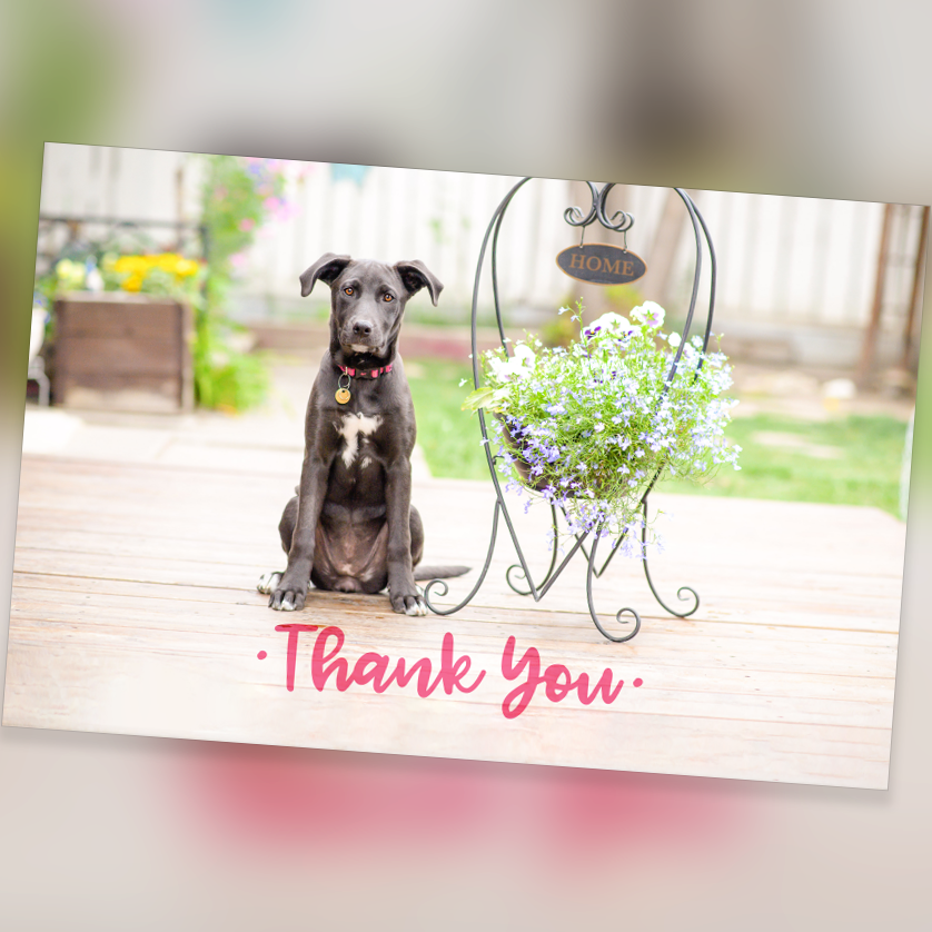 4" x 6" Thank You Cards - 10 Pack